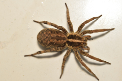 Lycosidae