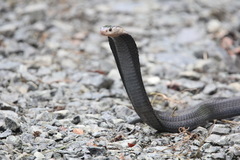 Naja sumatrana