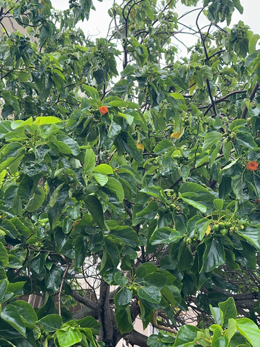Cordia subcordata observed 2024-08-25