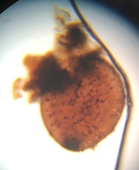Podospora appendiculata