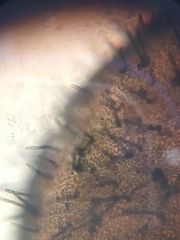 Podospora appendiculata