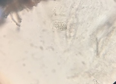 Podospora appendiculata