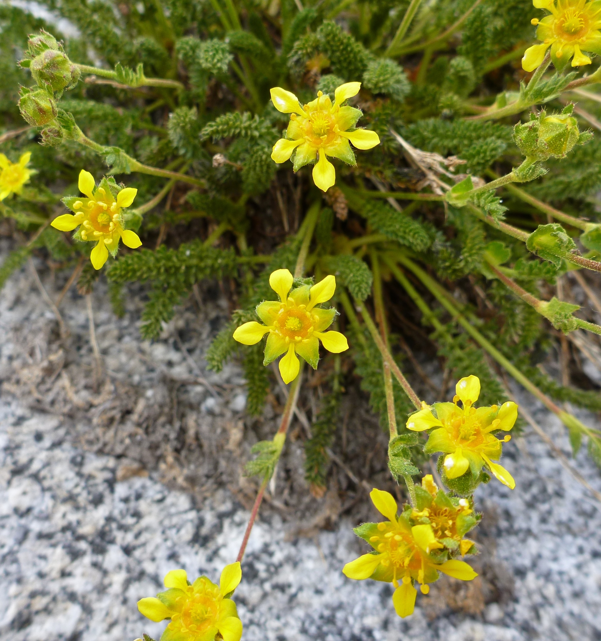 Ivesia pygmaea
