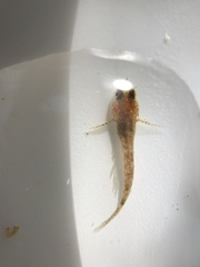 Cottus gulosus