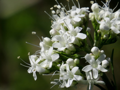 Valeriana uliginosa