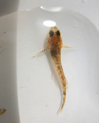 Cottus gulosus