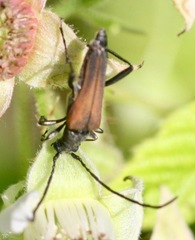 Trachysida mutabilis