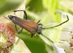 Trachysida mutabilis