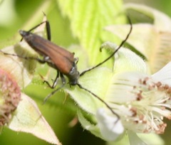 Trachysida mutabilis