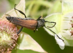 Trachysida mutabilis