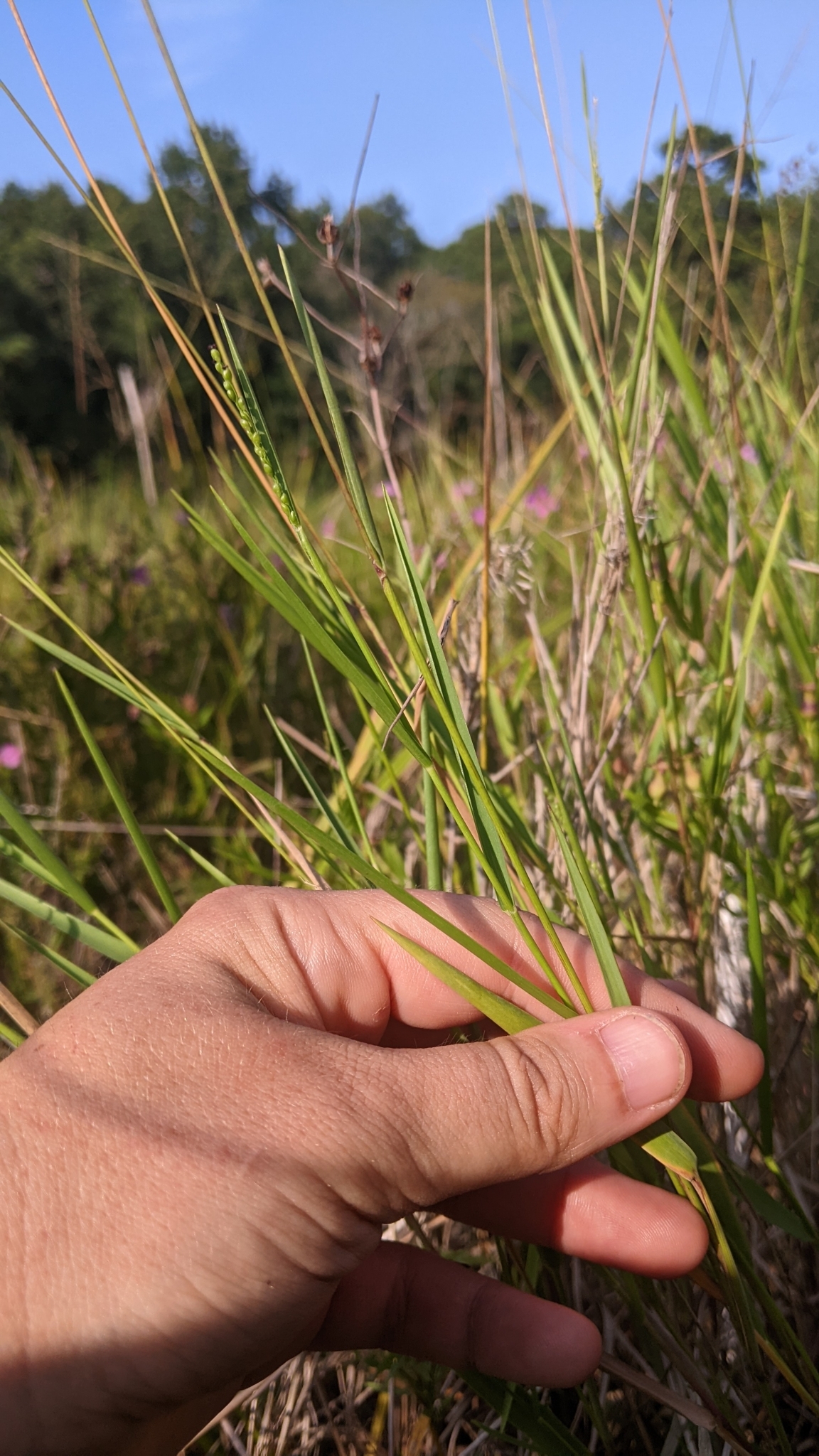 Dichanthelium hirstii