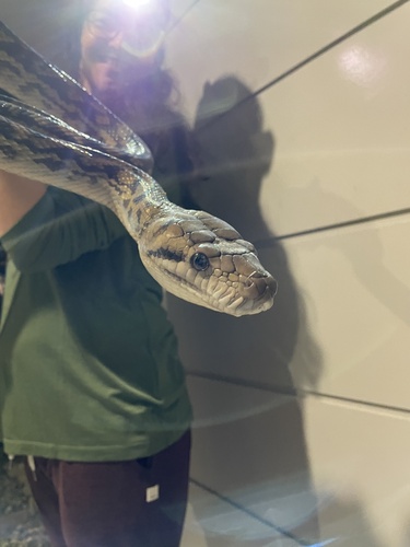 Australian Scrub Python sighting