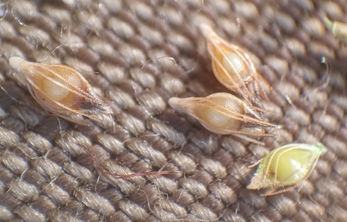 Rhynchospora mesoatlantica