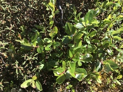 Salix fuscescens