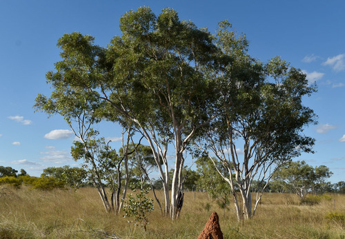 Eastern Snappy Gum