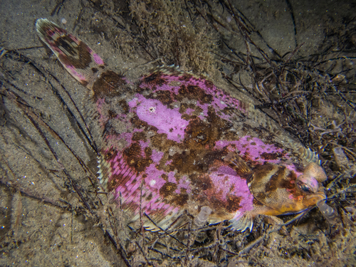 C-O sole (Pleuronichthys coenosus) — Pleuronectidae — 5