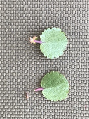 Betula nana