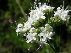 Valeriana uliginosa
