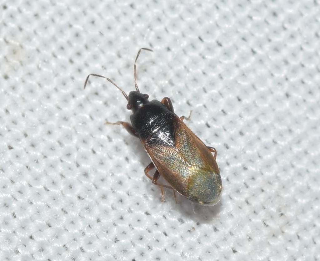 Plinthisus jordiribesi