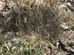 Alectoria ochroleuca