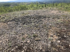 Alectoria ochroleuca