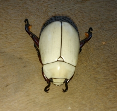 Macropoides crassipes