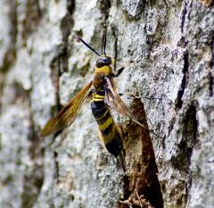 Eriotremex formosanus
