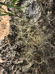 Alectoria ochroleuca