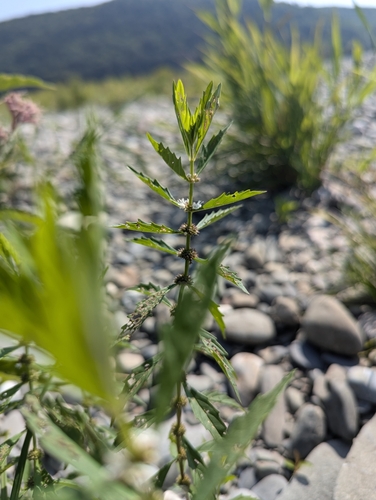 American water horehound