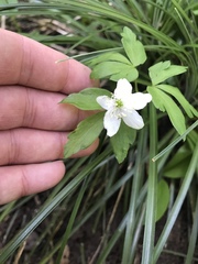 Anemonoides quinquefolia