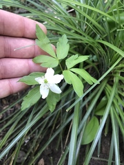 Anemonoides quinquefolia