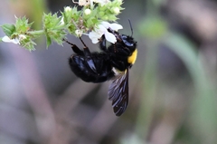 Bombus argillaceus