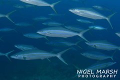 Elagatis bipinnulata