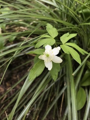 Anemonoides quinquefolia