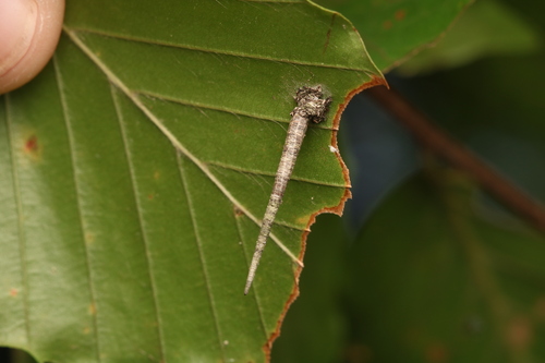 Octagonal Casemaker Moth photo 3