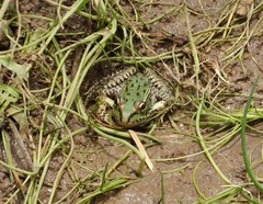 Lithobates spectabilis