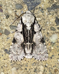 Acronicta funeralis