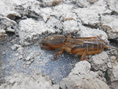 Gryllotalpa septemdecimchromosomica