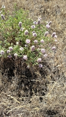 Dalea ornata