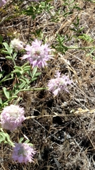 Dalea ornata