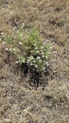 Dalea ornata