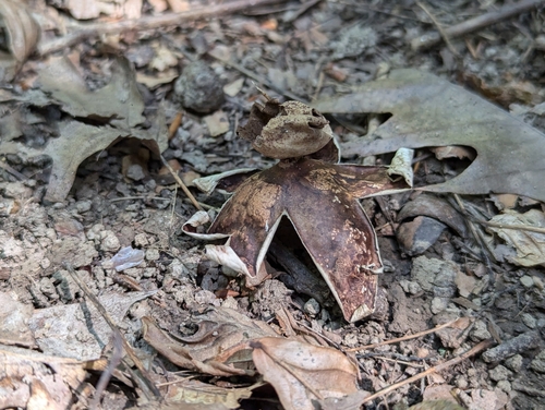 Geastrum rufescens