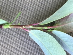 Salix pseudomonticola