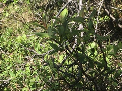 Salix pseudomonticola