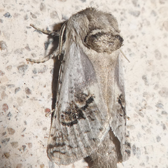Parahypopta caestrum