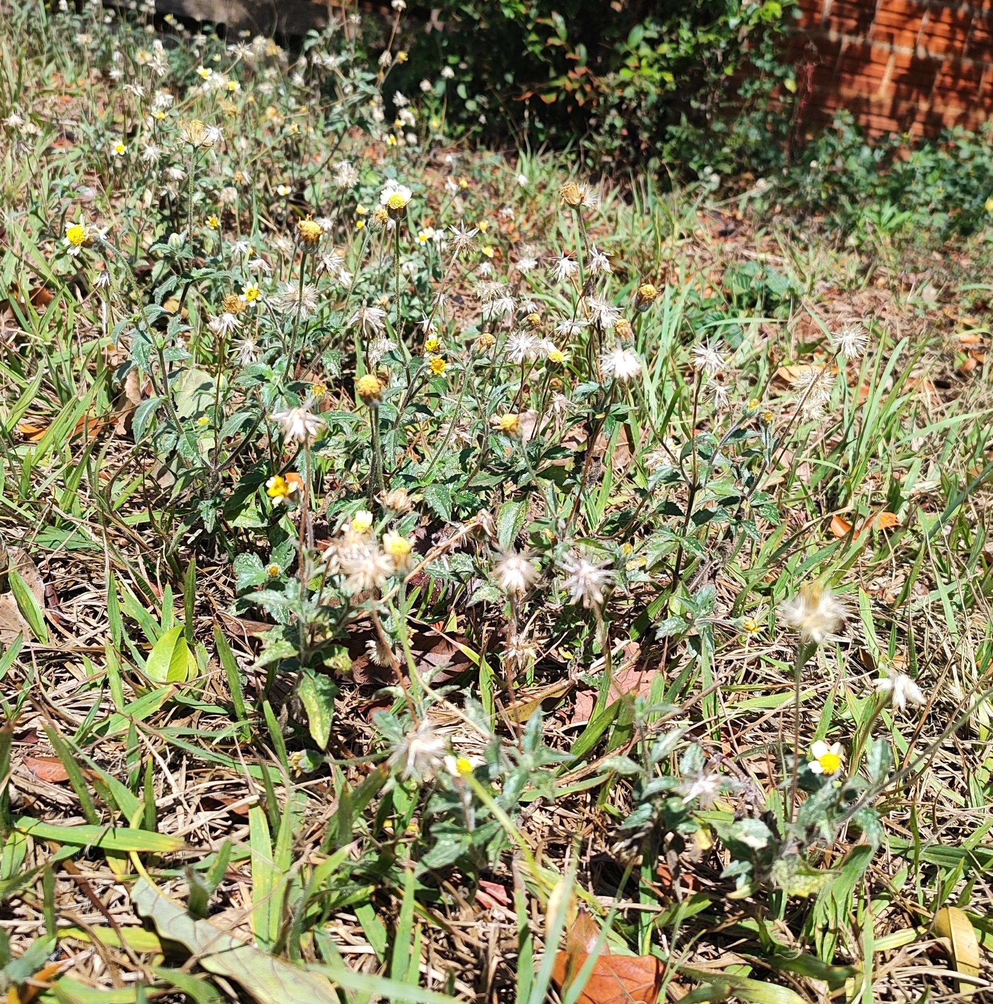 Tridax procumbens