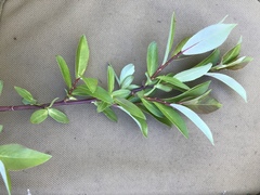 Salix pseudomonticola