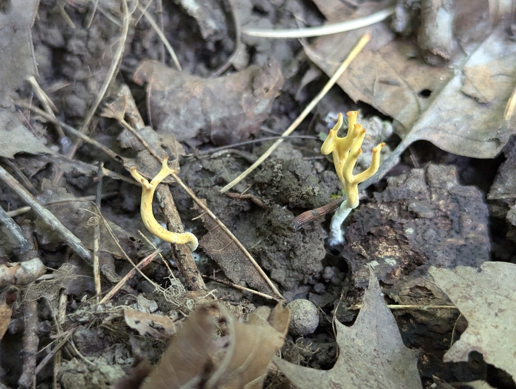 Clavulinopsis sp. 'MI01'