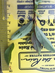 Salix pseudomonticola