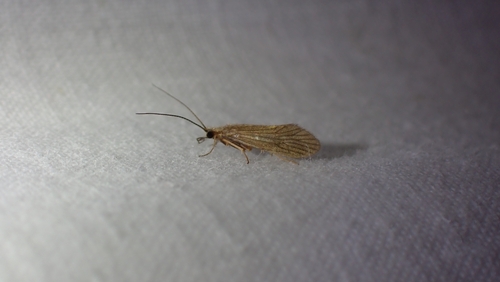 Small Red Sedge, 3451 GG Utrecht, Nederland, photo 10 of 10